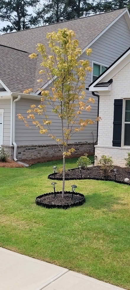 Photo of free 2 Maple Trees - Apx. 10 to 15 ft (Loganville) #1