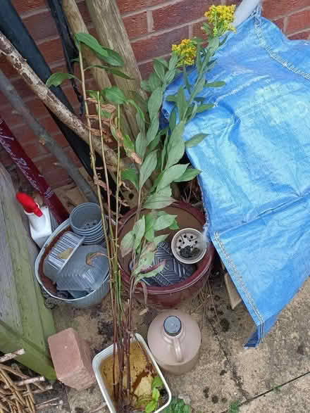Photo of free Bunch of Golden Rod plants (Little Stoke ST15) #2
