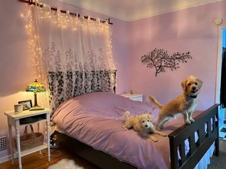 Photo of free Gorgeous dark wood queen bed frame (Koreatown) #2