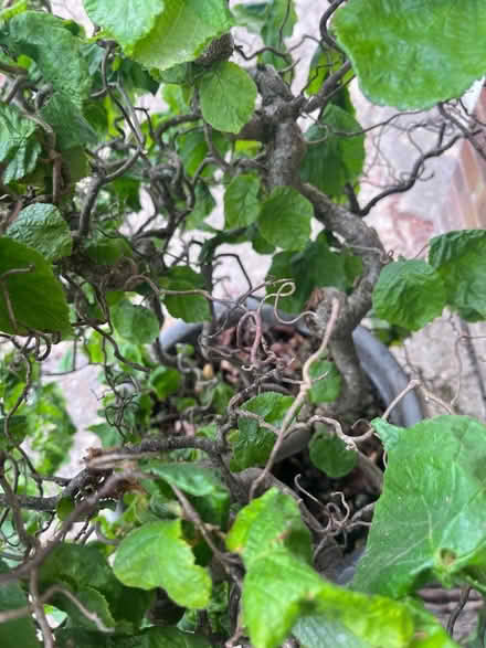 Photo of free Twisted Hazel (ME14 (Detling)) #2