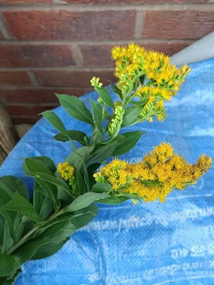 Photo of free Bunch of Golden Rod plants (Little Stoke ST15) #1