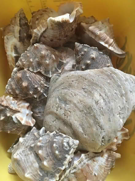 Photo of free Seashells (Avenue Road B21) #1