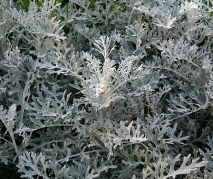 Photo of free Silver plant (outdoors) - cuttings (Gilesgate DH1) #1