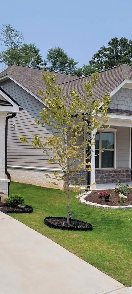 Photo of free 2 Maple Trees - Apx. 10 to 15 ft (Loganville) #2