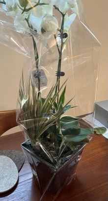 Photo of free orchid with other plants (Woodside Plaza) #1