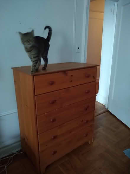 Photo of free Dresser. Cat not included (Ridge Blvd and 67th) #2