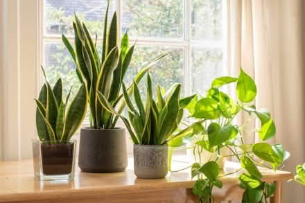 Photo of House plants (Abertillery NP13) #1