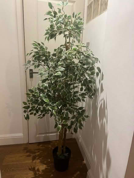 Photo of free Large plastic indoor or outdoor small tree (Chelsea SW3) #2