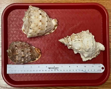 Photo of free Three sea shells (Piney Orchard) #1