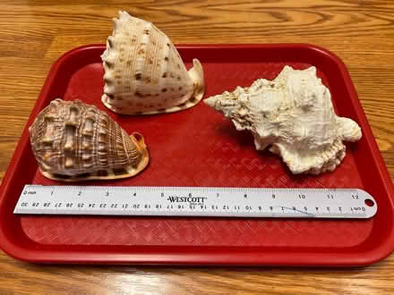 Photo of free Three sea shells (Piney Orchard) #2