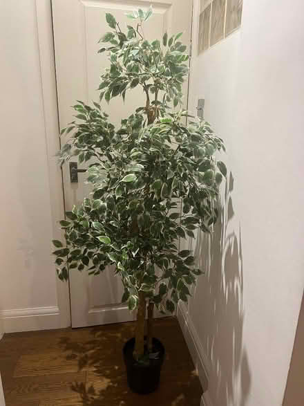 Photo of free Large plastic indoor or outdoor small tree (Chelsea SW3) #1