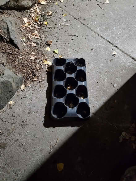 Photo of free nursery pot trays (Bitterlake Seattle) #1