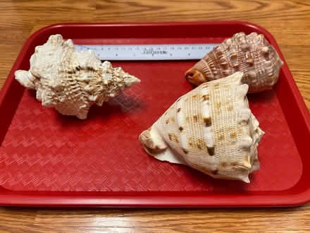 Photo of free Three sea shells (Piney Orchard) #3