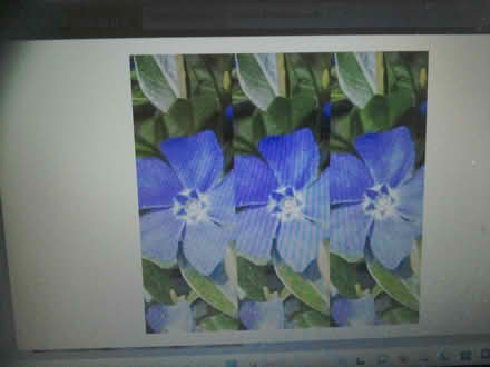 Photo of free Periwinkle Plants (BA11) #1