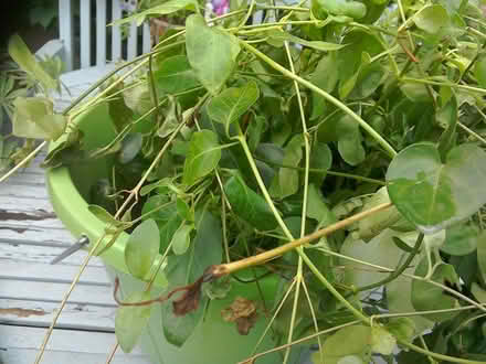 Photo of free Periwinkle Plants (BA11) #2
