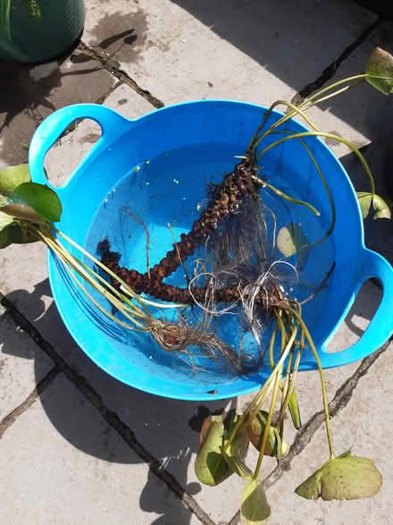 Photo of free Yellow water lily roots (Letchworth (Standalone area)) #1