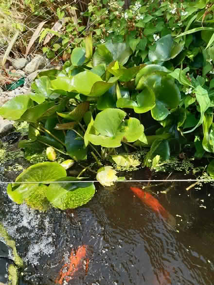 Photo of free Yellow water lily roots (Letchworth (Standalone area)) #2