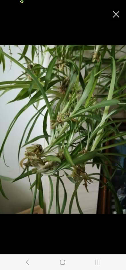 Photo of free Spider plant babies (Springfield) #1