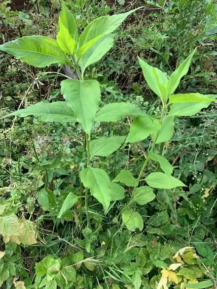 Photo of free Jerusalem artichokes (Claverhouse DD4) #1