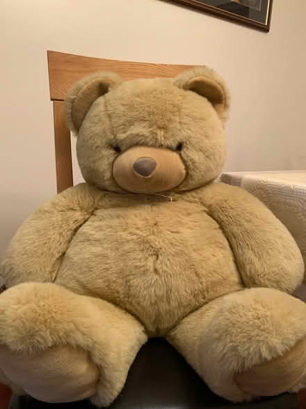 Photo of free Giant Teddy Bear (Loose, Maidstone) #1