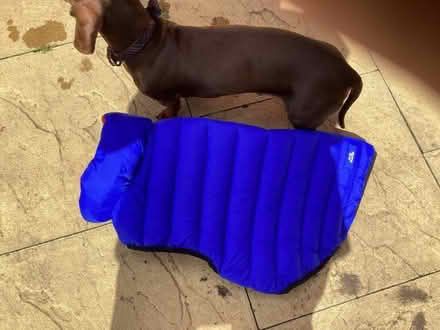 Photo of free Dogcoat (Southport PR8) #1