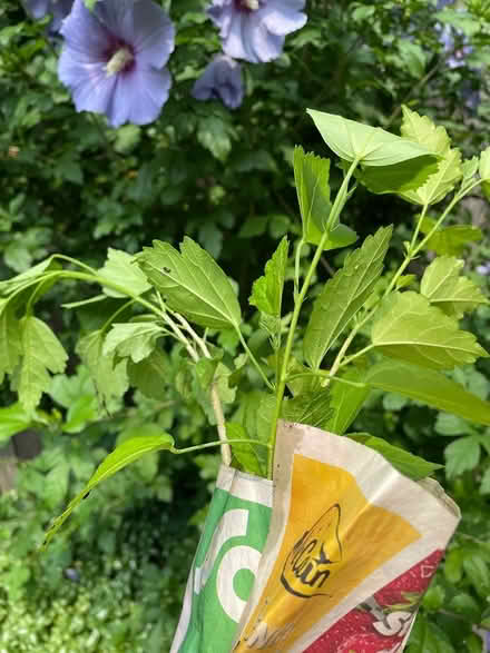 Photo of free Rose of sharon (Neyagawa river glen, oakville.) #1