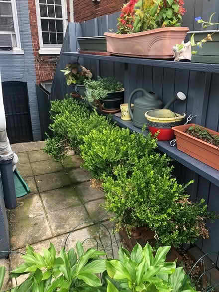 Photo of free Boxwood hedge (Columbia Heights (Monroe St)) #1