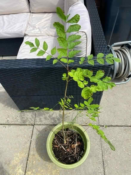 Photo of free Ash Tree sapling (LE2) #1