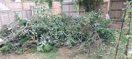 Photo of free Wood (TN23) #2