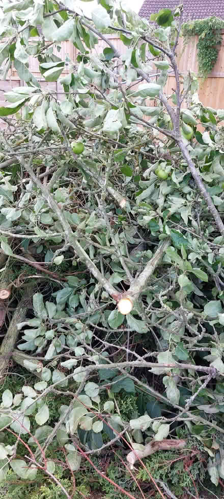 Photo of free Wood (TN23) #1