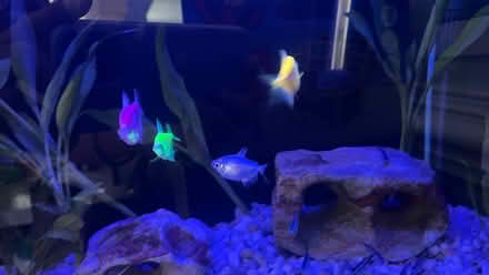 Photo of free GloFish (Clarendon metro,Arlington, VA) #2