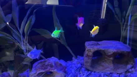 Photo of free GloFish (Clarendon metro,Arlington, VA) #4