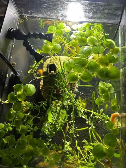 Photo of free Amazon frogbit and moneywort (Markham and Lawrence) #1