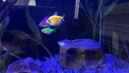 Photo of free GloFish (Clarendon metro,Arlington, VA) #3