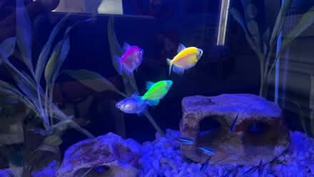 Photo of free GloFish (Clarendon metro,Arlington, VA) #1