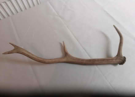 Photo of free Deer's Antler (Polwarth EH11) #2