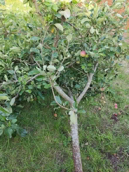 Photo of free Apple tree with lots apples on (Coventry CV4 area) #2