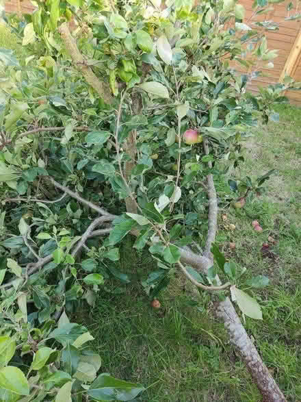 Photo of free Apple tree with lots apples on (Coventry CV4 area) #1
