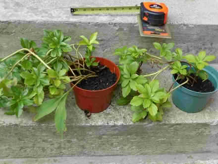 Photo of free Shade plants - Pachysandra (Yonge & Mulock) #1