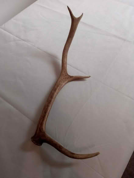 Photo of free Deer's Antler (Polwarth EH11) #1