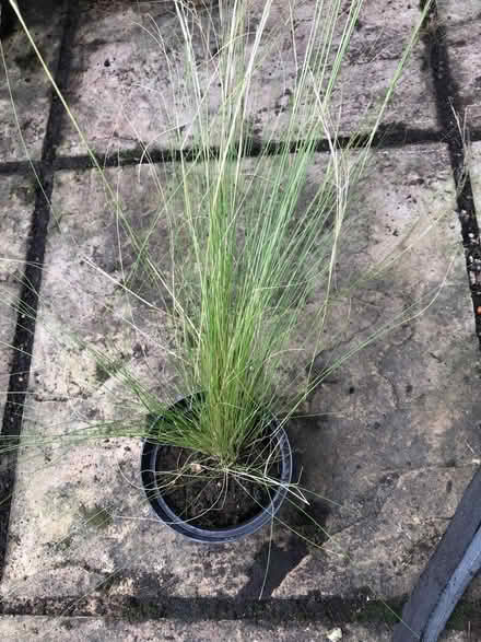 Photo of free Ornamental grass (SG1 Stevenage) #2