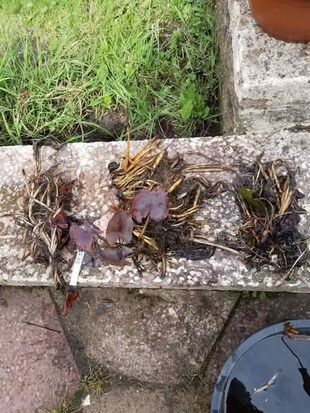 Photo of free Water Lilly shoots (Maghull L31) #1