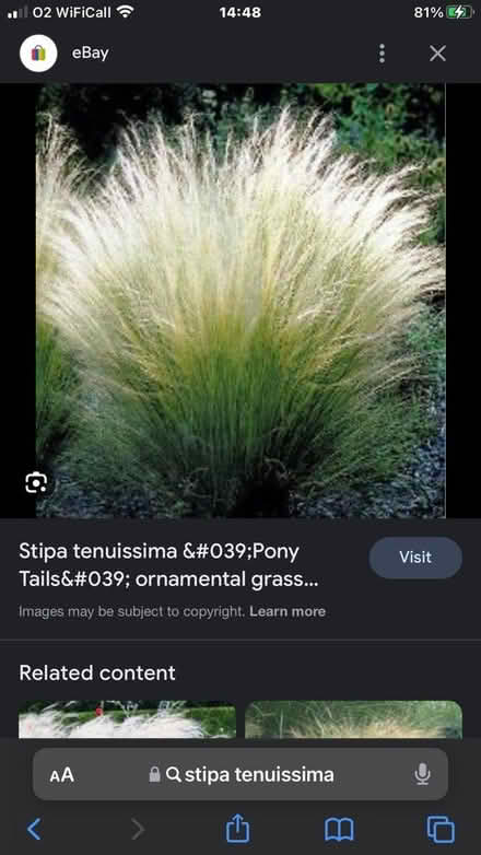 Photo of free Ornamental grass (SG1 Stevenage) #1