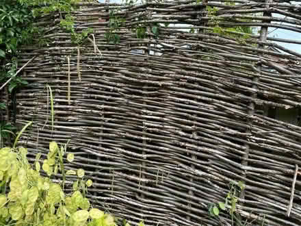 Photo of free Hazel Fencing Sticks (Presteigne LD8) #2