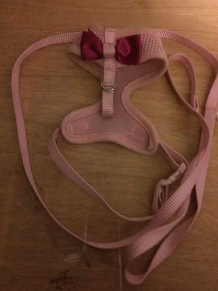 Photo of free Cat harness & bicycle helmet (Costessey NR8) #2