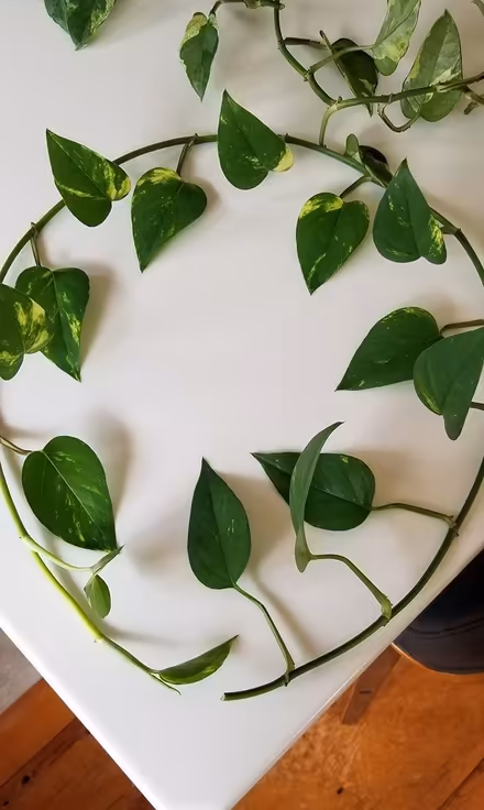 Photo of free Plant cuttings (Poughkeepsie/Hyde Park) #2