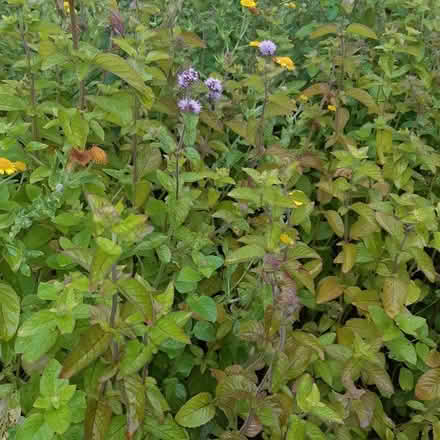 Photo of free Pond plants (Fareham PO16) #1