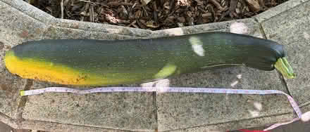 Photo of free Extra grande zucchini (Sunnyvale, CA Ponderosa Park) #1
