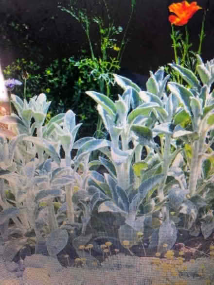 Photo of free Lamb’s Ear Perennial Plants (North Bretton) #2