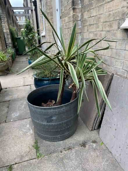 Photo of free Plant in pot (Penge, SE20) #2